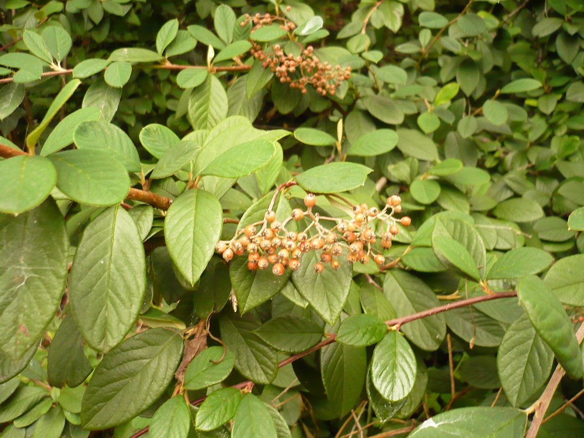 Cotoneaster coriaceus (Rosaceae)